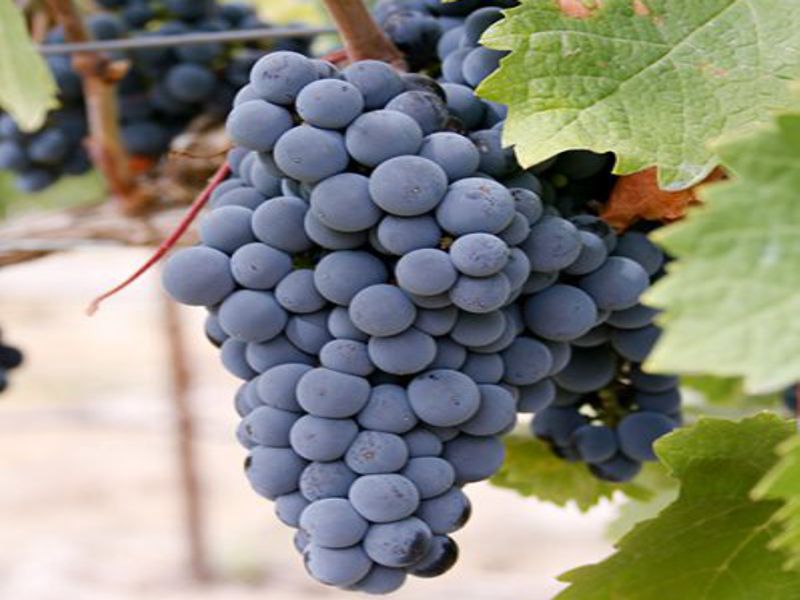 Merlot