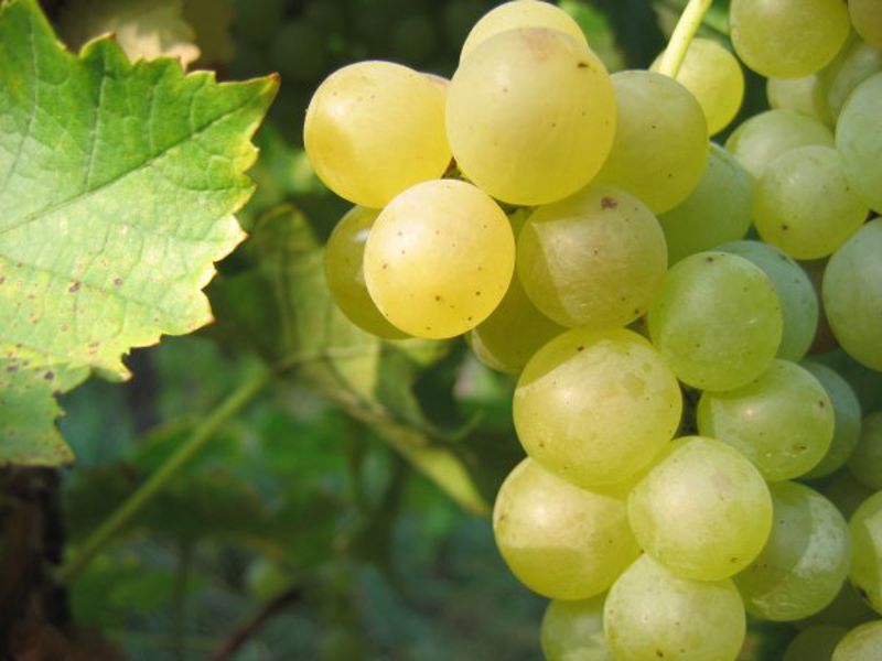 Muscat Ottonel