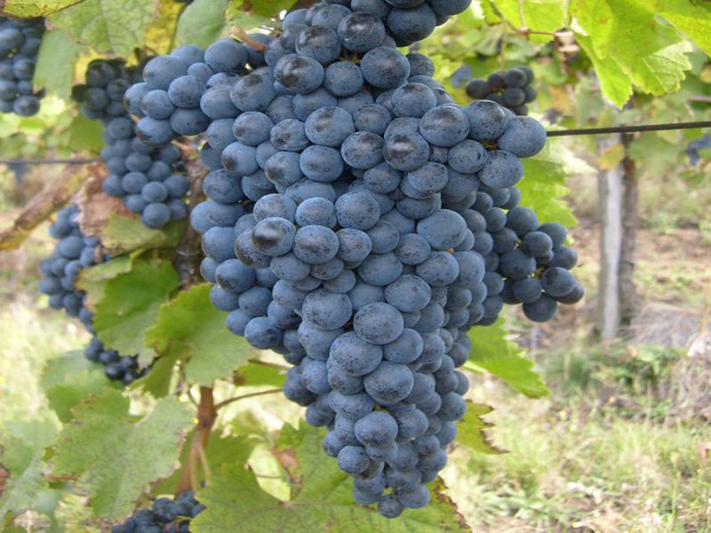 Negru de Dragasani