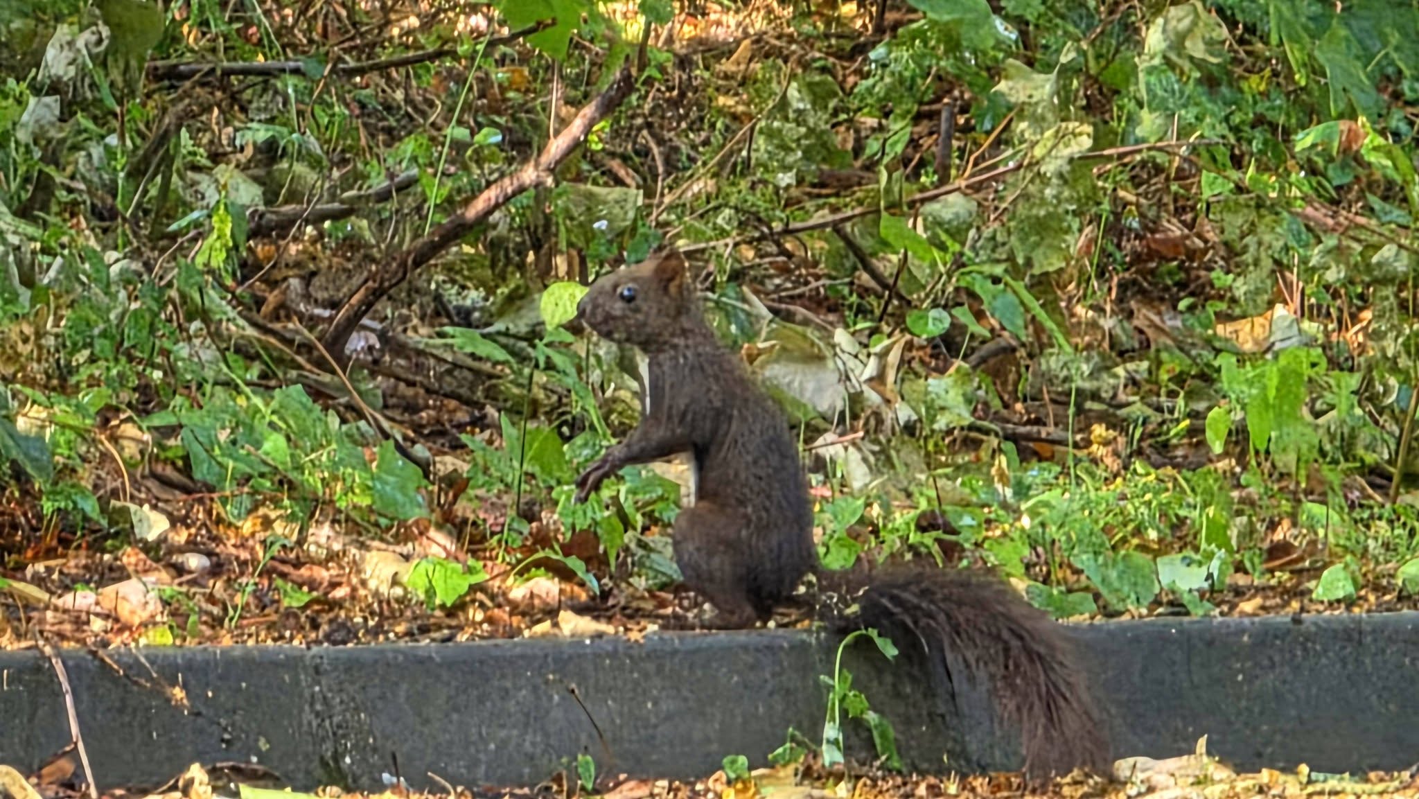 Veveriță in parcul balnear